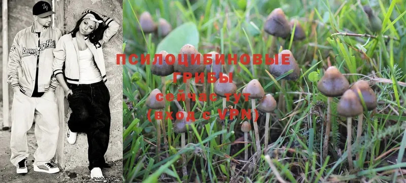 Галлюциногенные грибы Psilocybine cubensis  Бежецк 